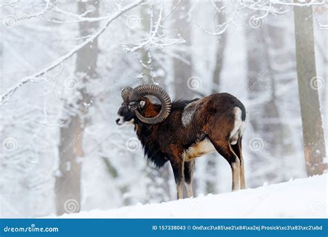 Mouflon Ovis Orientalis Horned Animal In Snow Nature Habitat Close