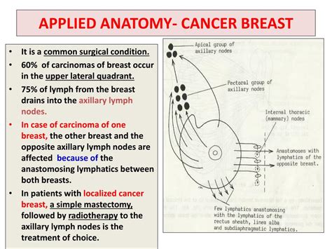 Breast Anatomy Quadrants Female Breast Anatomy Blood Supply And