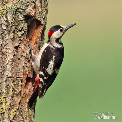 Syrian Woodpecker Photos Syrian Woodpecker Images Nature Wildlife