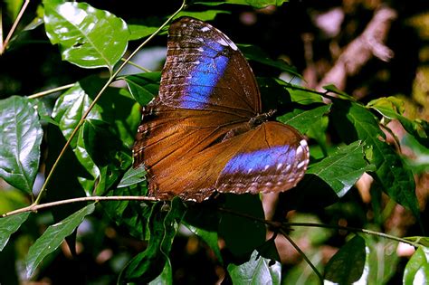 At texas discovery gardens' butterfly habitat in dallas, texas. TrekLens | Morpho butterfly in its natural habitat Photo
