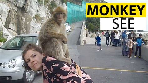 Monkeying Around Funny Monkey Video Compilation YouTube