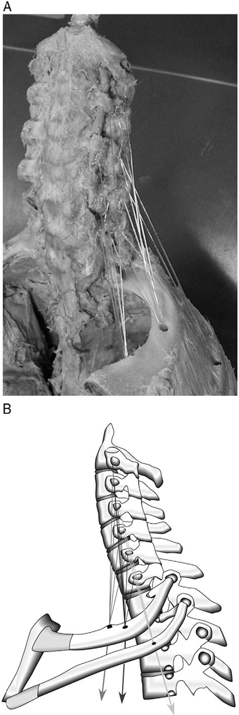 Structure Of Scalene Lymph Node Semantic Scholar