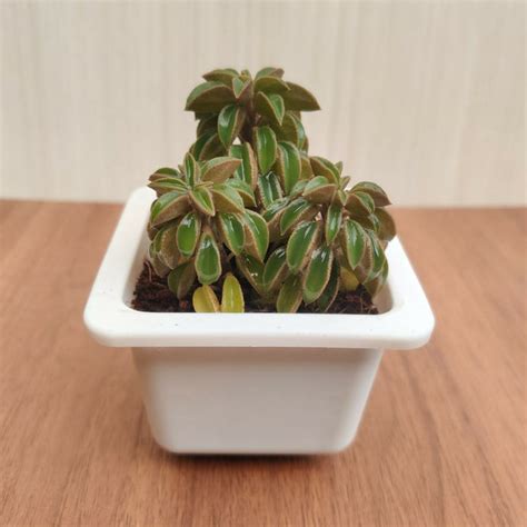Peperomia Nivalis Pot Succulent Plant —