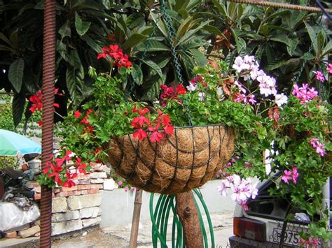 Maybe you would like to learn more about one of these? Gitanillas, la reina de los patios andaluces | Jardineria On
