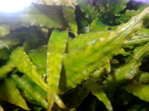 Planta de muy fácil mantenimiento ideal para toda clase de acuarios. Cryptocoryne Wendtii 'Brown' - Acuario Adictos
