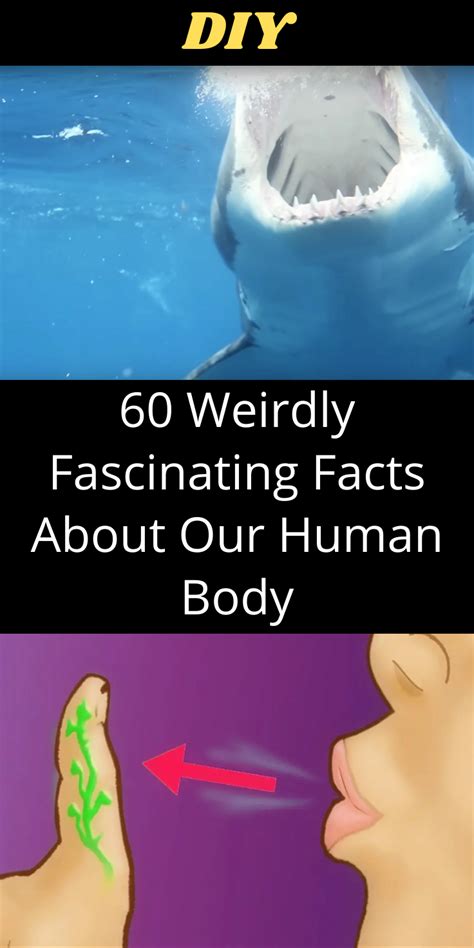60 Weird And Freaky Facts About The Human Body Fun Facts Diy Life