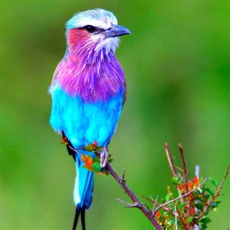 Really Pretty Bird Colorful Animals Colorful Birds Cute Animals