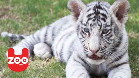 Rare White Bengal Tiger Cub So Cute Youtube