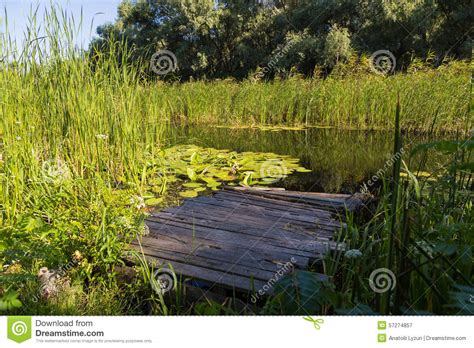 Summer Landscape On Forest Lake With Water Lilies Reeds And W Stock
