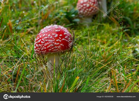A Fly Agaric Amanita Muscaria Emerges From Its Vulva Lupon Gov Ph