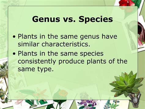 Ppt Scientific Classification Of Plants Powerpoint Presentation Free