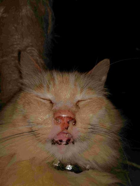 I Have A Male Cat That Previously Had A Rodent Ulcer Of The Mouth