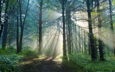 Matin Dété Piste Naturelle De La Forêt Le Soleil Rayons Lumineux