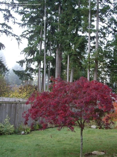Try not to prune the tree during these times, as this is when. PlantFiles Pictures: Ribbon-leaf Japanese Maple ...