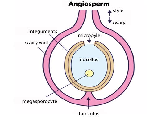 In Ovule The Endothelium Isanucellusbnucellus Surrounding The