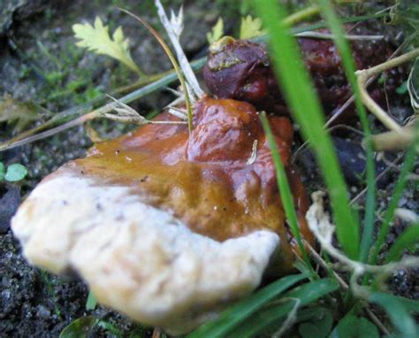 Late Summer Mushrooms Of Indiana Mushroom Hunting And