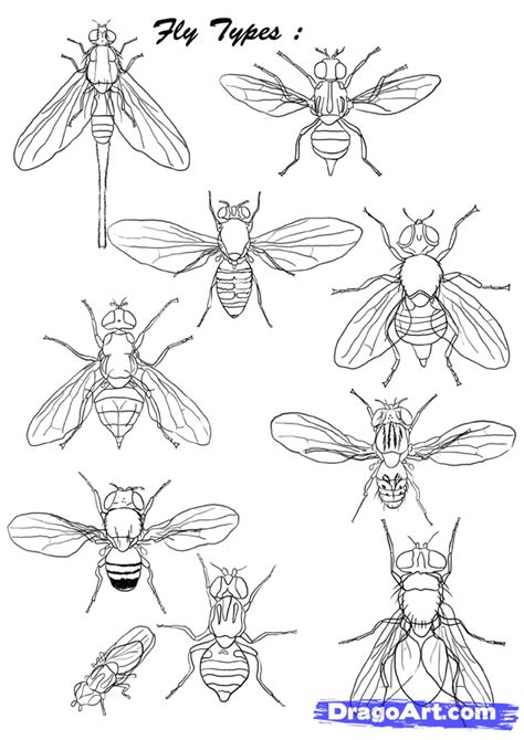 How To Draw Flies Step By Step Bugs Animals Free Online