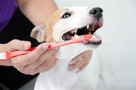How To Brush Your Dogs Teeth Bow Wow Meow Pet Insurance