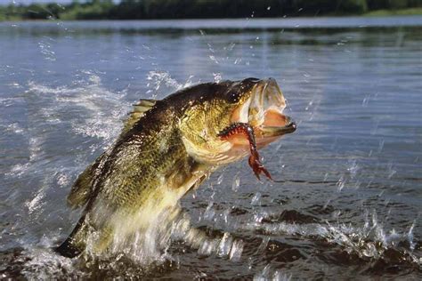 10 Types Of Bass In North America Easy To Distinguish