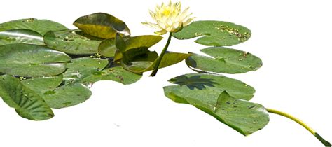 Water Lily Png Transparent Images Png All