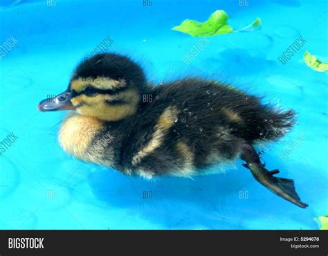 Baby Green Winged Teal Duck Image And Photo Bigstock