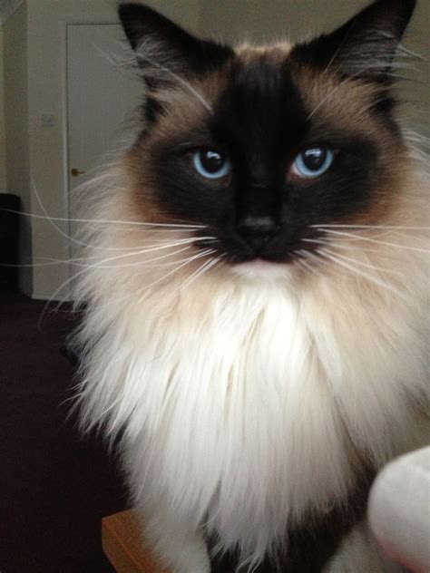 Ragdoll Most Affectionate Cat Breeds Siamese And Cats With Points