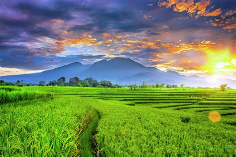 Landscape Photography Beauty Morning With Sunrise At Paddy Fields On