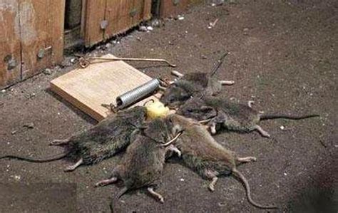 Weapon Of Mouse Destruction Picture Ebaum S World