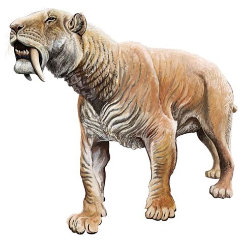 The Saber Tooth Tiger Owlcation