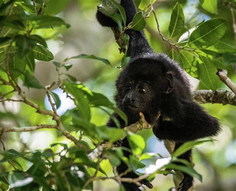 Baby Howler Monkey Photograph By Tom Peuvion