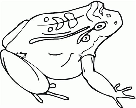 More 100 images of different animals for children's creativity. Toad coloring, Download Toad coloring for free 2019