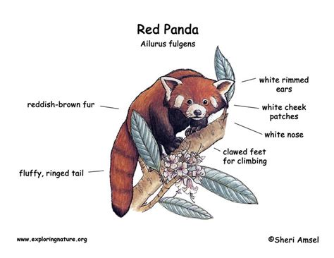 The Head And Body Length Of Red Pandas Averages 56 To 63 Cm 22 To 25