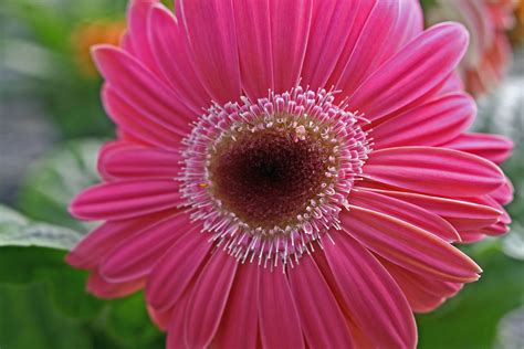 Daisy Valentine Heart Flower Flowers Free Nature Pictures By