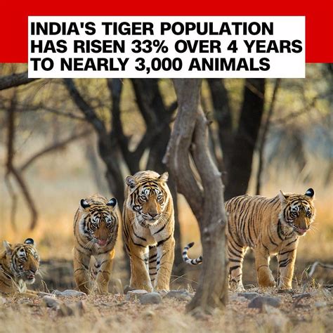 Cnn On Instagram “follow ️ Cnnclimate ️ Indias Wild Tiger Population