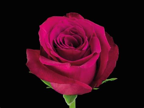 Hot Pink Rose - Virgin Farms -Hot Pink Roses Varieties