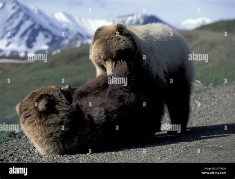 Na Usa Alaska Denali National Park Grizzly Bear Cubs Wrestling