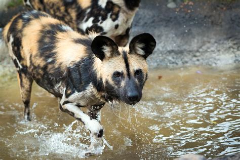 Endangered Wild Dogs Form New Pack The Houston Zoo
