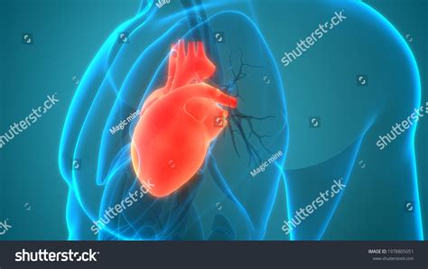 Human Circulatory System Heart Anatomy 3d Stock Illustration 1978805051