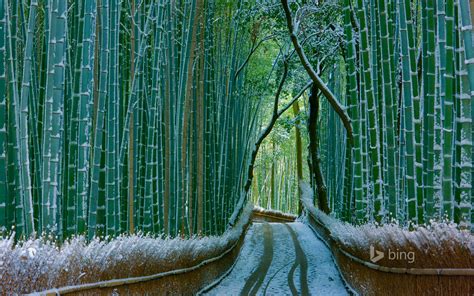 Sagano Bamboo Forest Arashiyama Kyoto Japan Windowscenternl