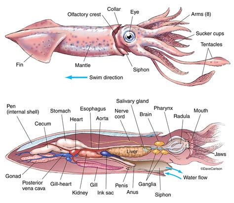 سمكة الحقيبة Cuttlefish تستطيع إلهاء فريستها بواسطة ألوان جسمها التي