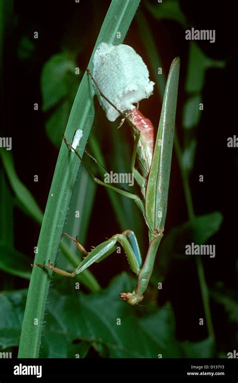Praying Mantis Polyspilota Aeruginosa Adult Female Making Her Egg