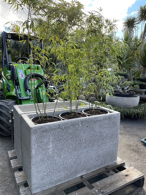 Planter Box Concrete Smooth Finish Bamboo South Coast