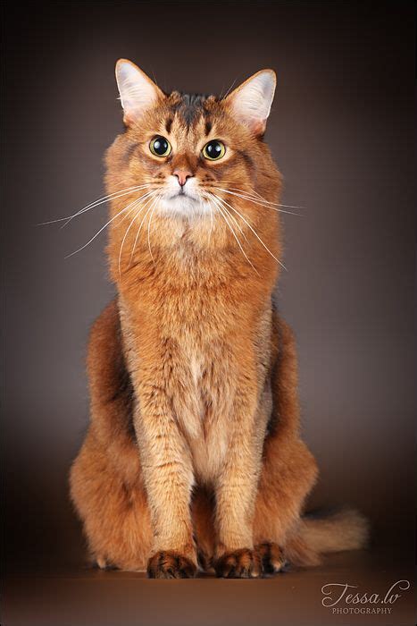 Somali Basically A Longer Haired Abyssinian Beautiful Breed With