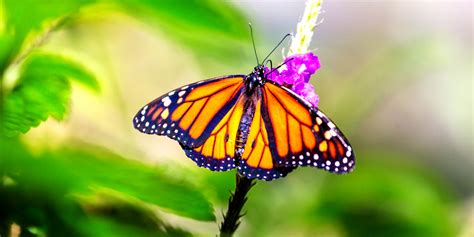 What To Plant For A Butterfly Garden Southwest Gardeners
