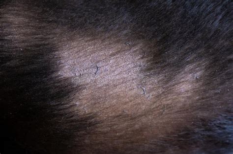Dog Hair Loss Labrador Retriever Allergy Bald Spot Stock Photo Image