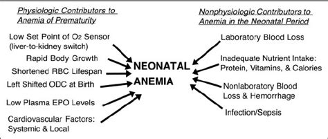 Pathophysiology Of Neonatal Anemia Contributors To Anemia That