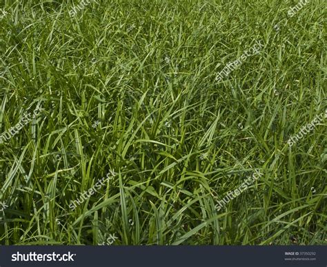 Closeup Of Green Grass Background Stock Photo 37350292 Shutterstock