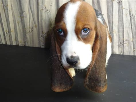 22 Cute Miniature Basset Hound Pictures You Will Love The Paws