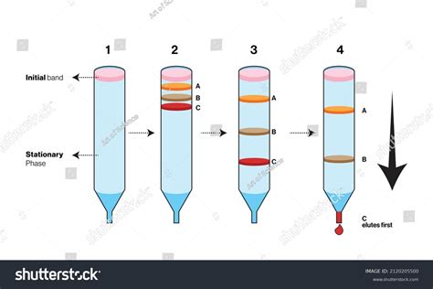Size Exclusion Chromatography Over Royalty Free Licensable Stock