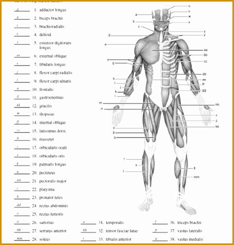 Muscle Diagram Worksheets New 7 Muscle Contraction Worksheet Simple